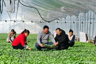 阜南田間煥新機 農技服務進大棚，科技賦能助振興