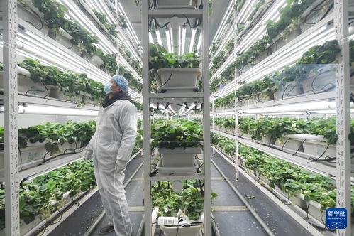 草莓小鎮迎來產銷旺季，農業技術推廣助力產業升級