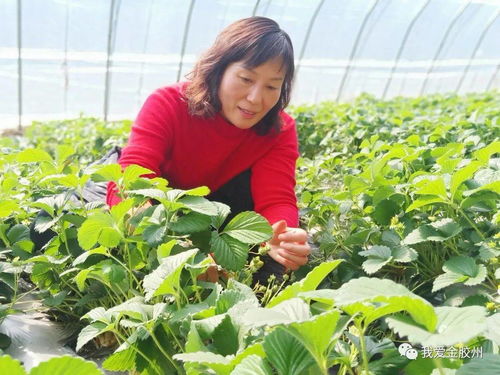 科技賦能田野，點亮現代農業新希望——專訪青島市農業技術推廣協會會長、九龍山合作社理事長李春花